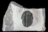 Nice, Gerastos Trilobite Fossil - Morocco #70073-1